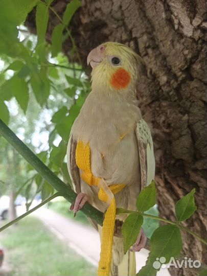 Попугай корелла