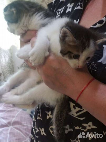 Отдам котят в добрые руки