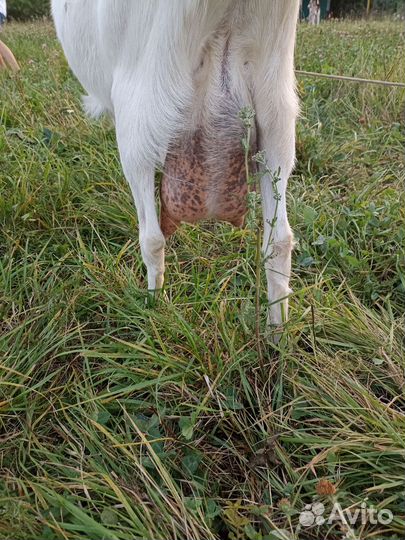 Коза дойная молочная