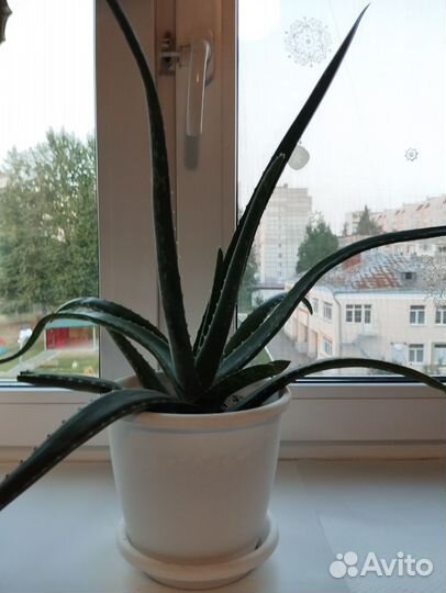 Алоэ вера