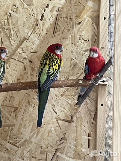 Попугай разных пород