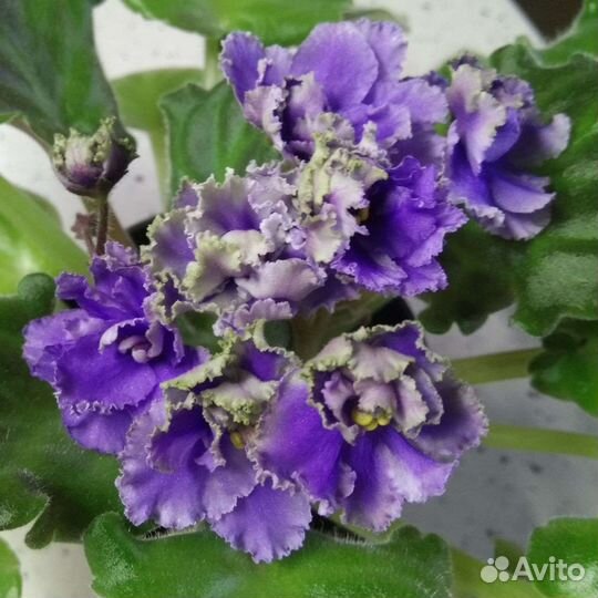 Листики сортовых фиалок