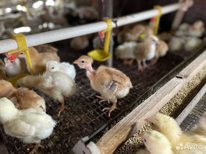 Домашняя птица