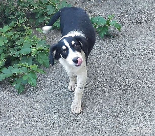 Щенок в добрые руки