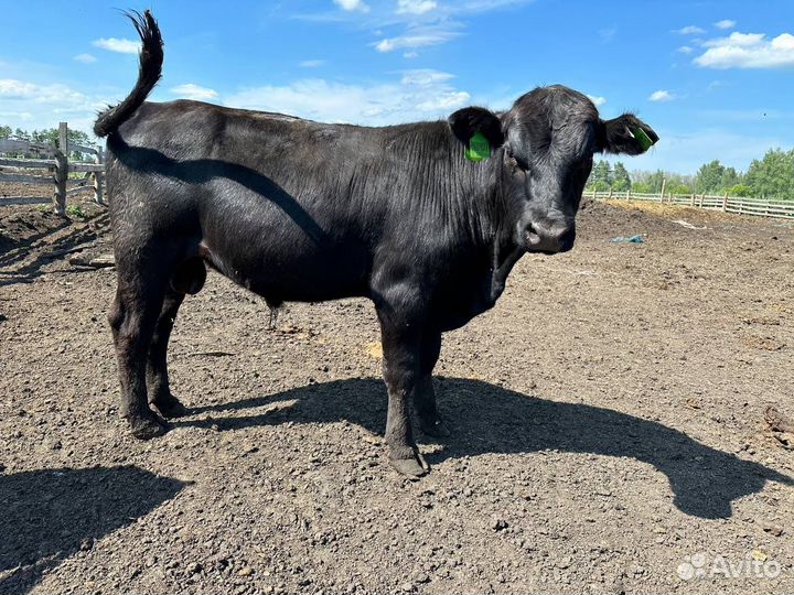 Быки на племя абердин-ангус