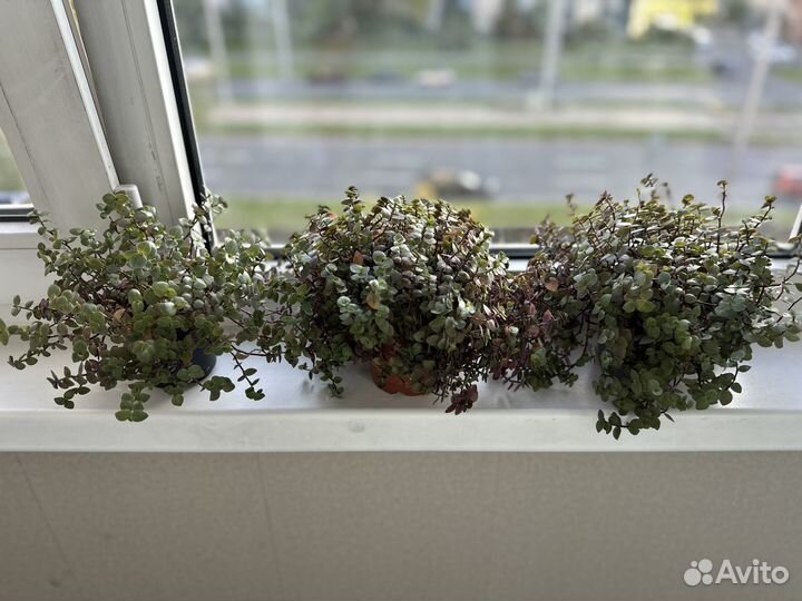 Комнатные растения