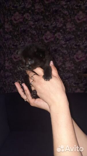 Коты майкуны