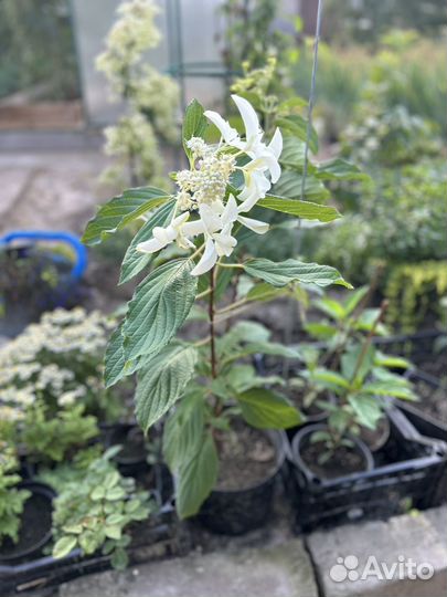 Гортензия грейт страр саженцы