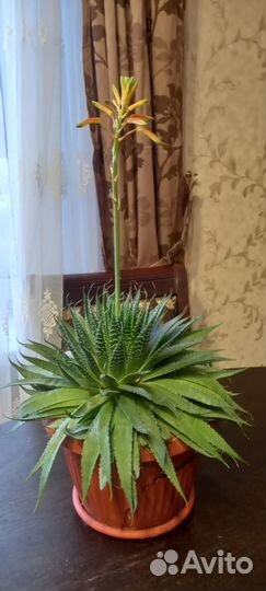 Бенджамина