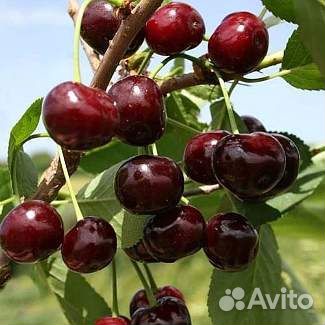 Саженцы вишни