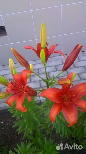 Лилии