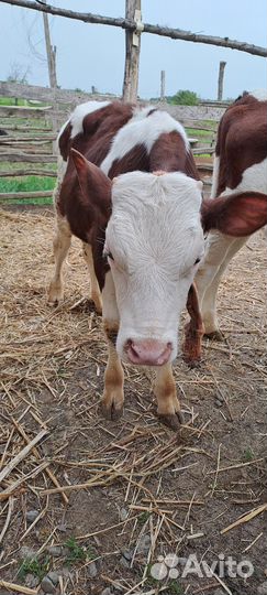 Телята от 2х до зх месяцев подсосные