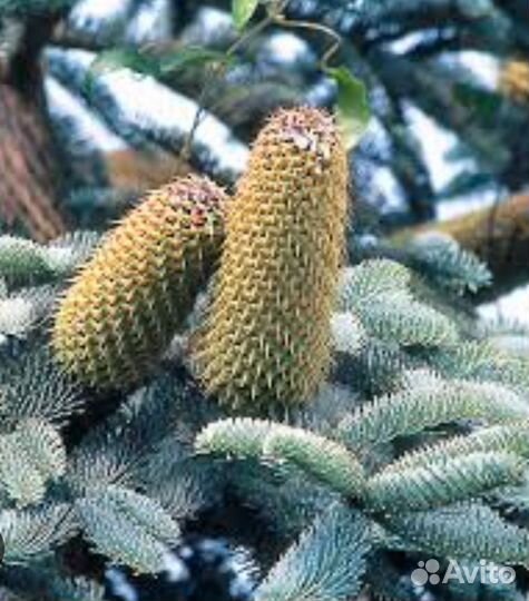 Пихта благородная Глаука