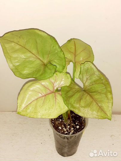 Сингониумы сортовые