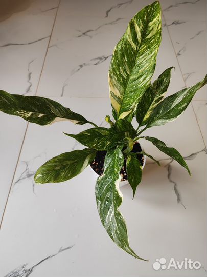 Спатифиллум gemini