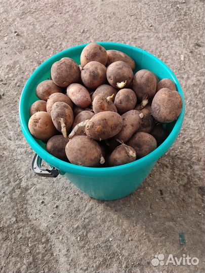 Продам семенной картофель
