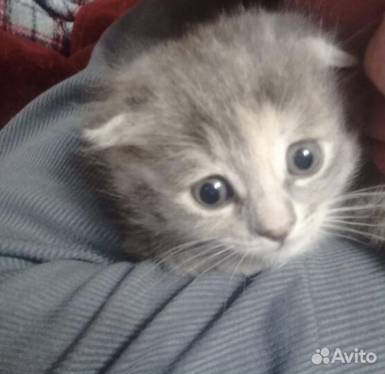 Отдаем в добрые руки