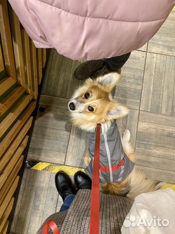 Выгул собак