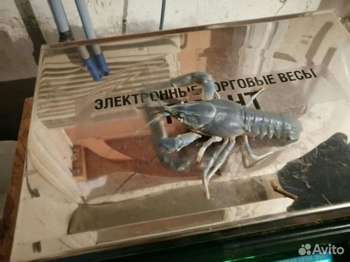 Живые раки оптом