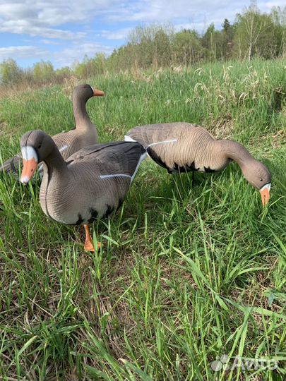 Чучела белолобого гуся North Way Антиблик