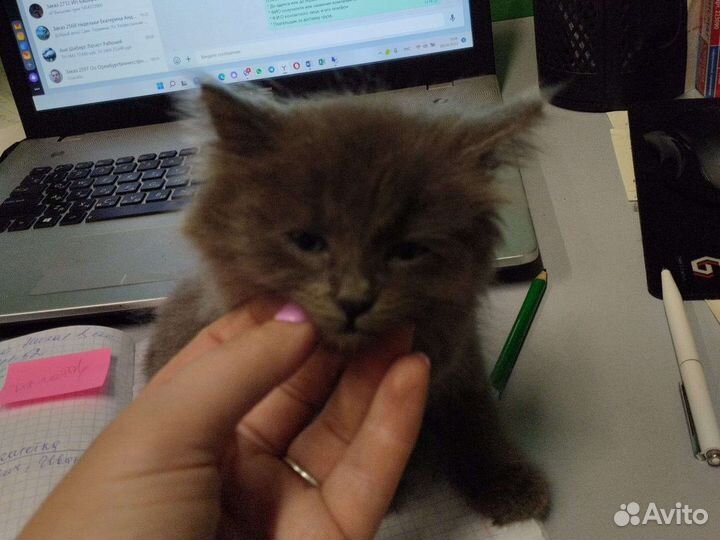 Кошка в дар бесплатно