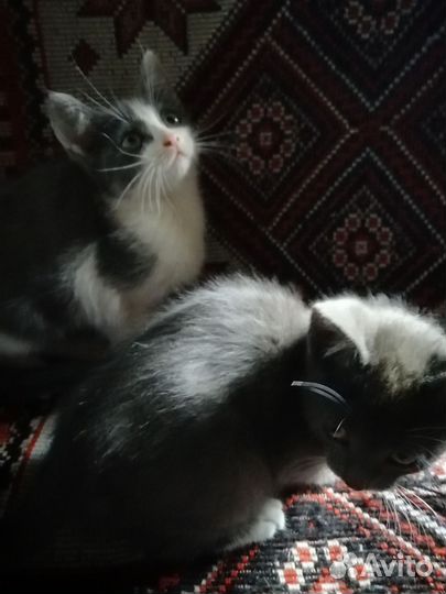 В доброе руки котята