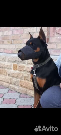 Доберман вязка