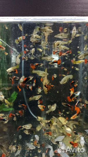 Данио гло, тернеция, данио малабарский, орнатус