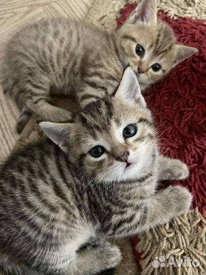Британские котята
