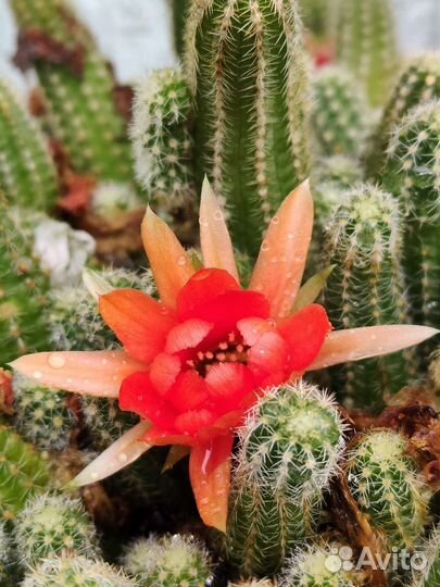 Кактусы и суккуленты