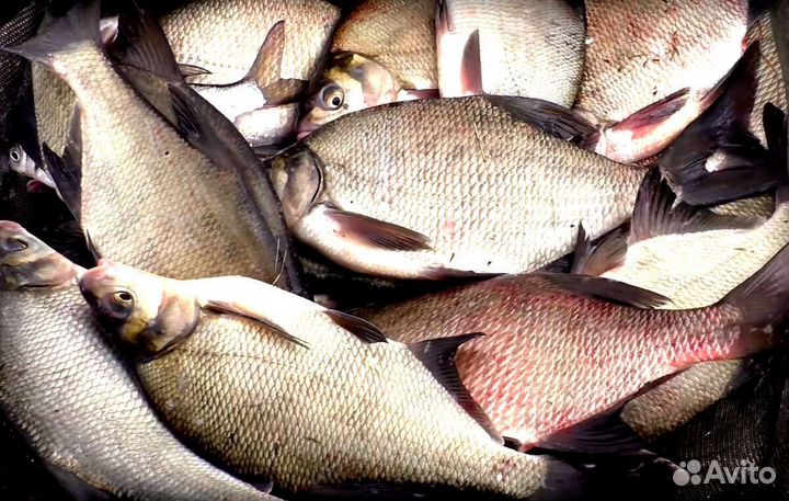 Свежая речная рыба