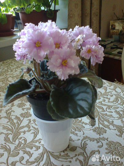 Фиалки (сенполии)