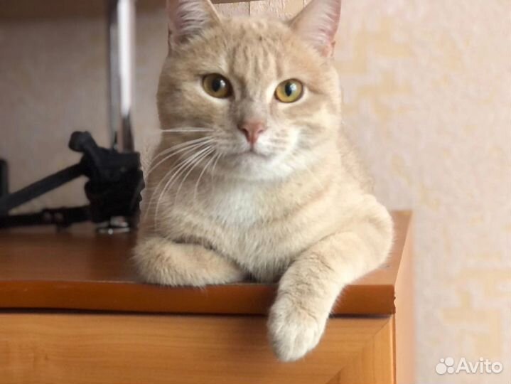 Персик ищет дом