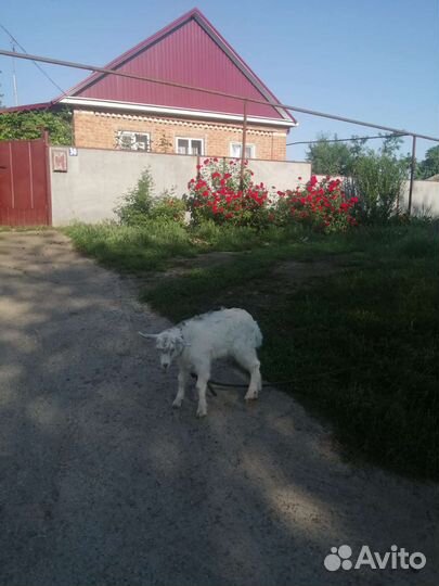 Козел зааненский