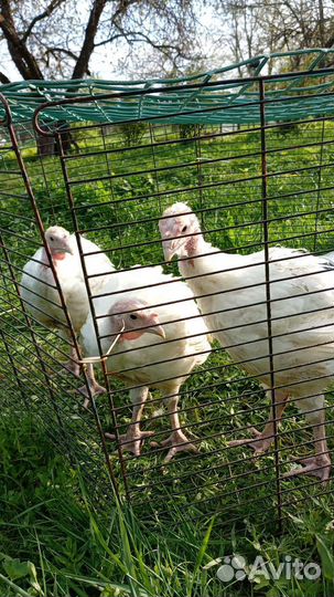 Цыплята бройлеры кура, индюшки, несушки
