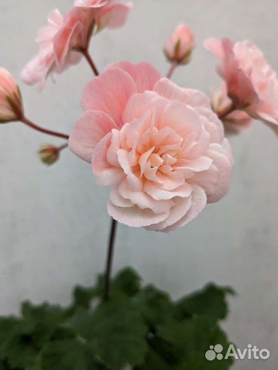 Пеларгония Леона Галактика