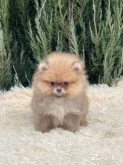 Шпицы мишки