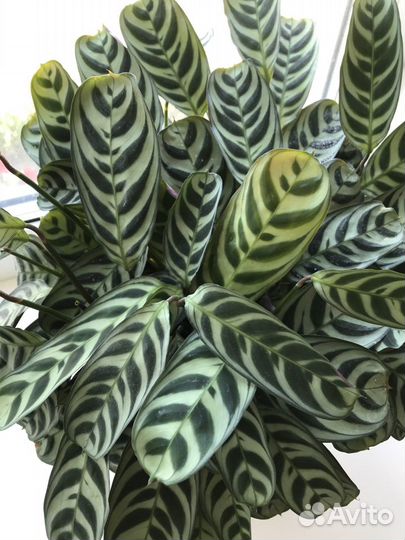 Ктенанта Бурле Маркс