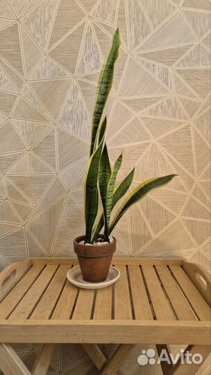 Сансевиерия Лауренти (щучий хвост, тещин язык)