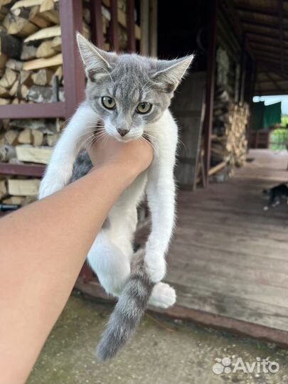 Отдам котят в добрые руки