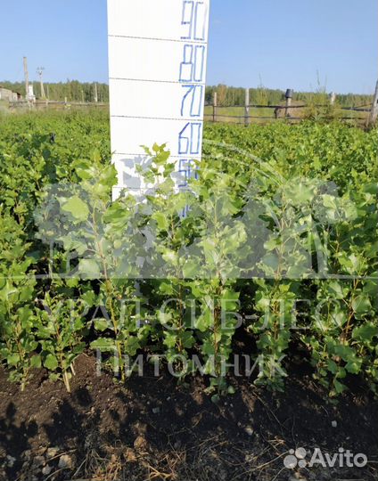 Тополь Пирамидальный без пуха саженцы