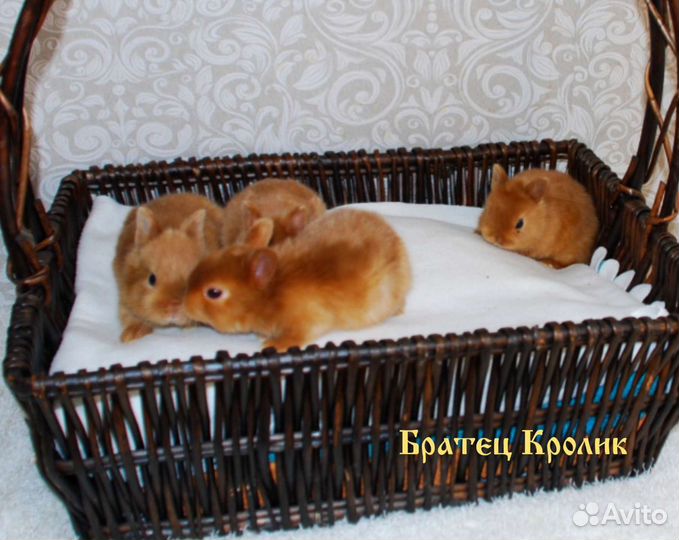 Чистопородные сатиновые Карликовые кролики