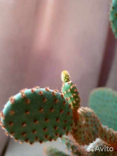 Опунция кактус