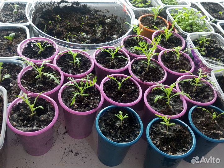 Маргаритки