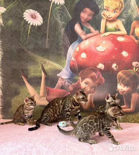Бенгальские котята