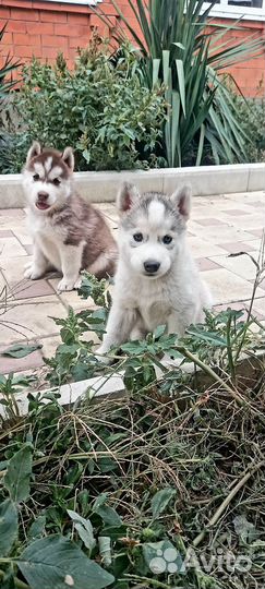 Щенки сибирской хаски