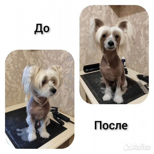 Груминг собак и кошек