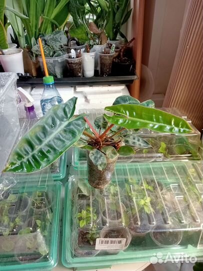 Коллекционные ароидные