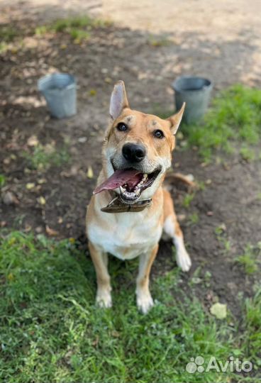 Собака в добрые руки