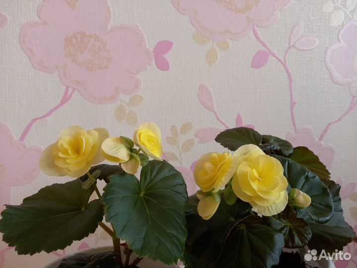 Бегония Элатиор